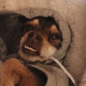 Meet your Posher, Gracie